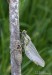 Klínatka obecná (Vážky), Gomphus vulgatissimus, Anisoptera (Odonata)